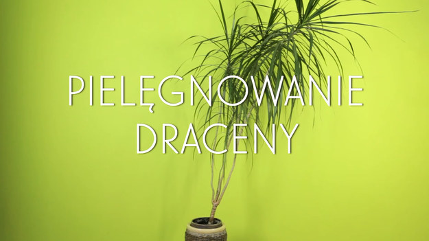 Dracena to jedena z najpiękniejszych i najpopularniejszych roślin w naszych domach. Elegancka, wiecznie zielona, z delikatnym, pięknie wyglądającym pniem - to namiastka drzewa w każdym domu! Jak dbać o dracenę, by zawsze była lśniąca, zdrowa i miała gęste liście? Poznajcie parę naszych porad!