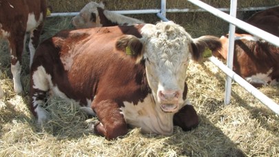 NIK: Nie ma kontroli nad podawaniem antybiotyków w hodowli zwierząt