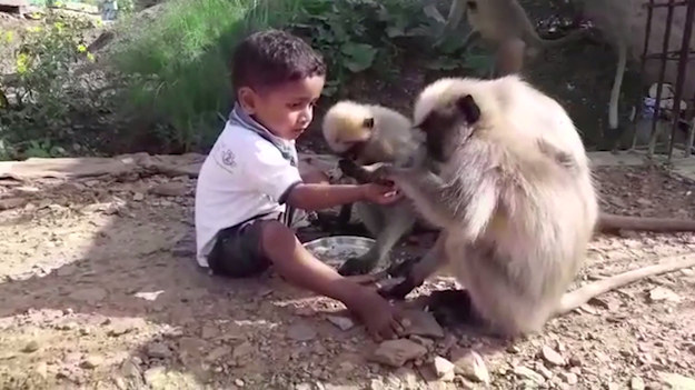 Tego malucha łączy niezwykła przyjaźń z małpami dwukrotnie od niego większymi. Samarth Bangari mieszka w wiosce w Hubli w południowych Indiach. Uroczy chłopczyk dzieli się z małpami swoim jedzeniem, zaprasza je do swojego pokoju i świetnie się bawi. Ta więź jest tak mocna, że rodzice nie boją się zostawiać synka pod opieką małp.