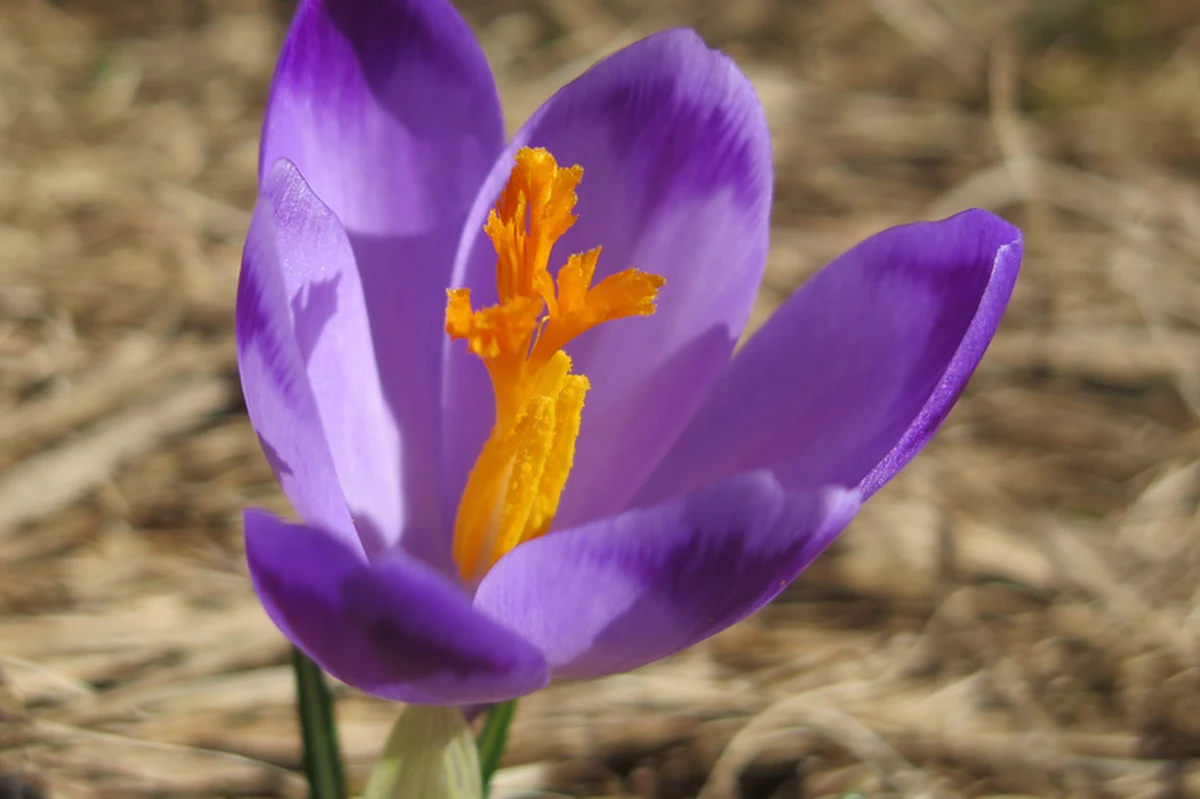 Deszczowa i pochmurna piątkowa aura nie zwiastuje pogodnego weekendu, ale już w sobotę czeka nas duża zmiana pogody. Termometry wskażą nawet 16 stopni Celsjusza! 