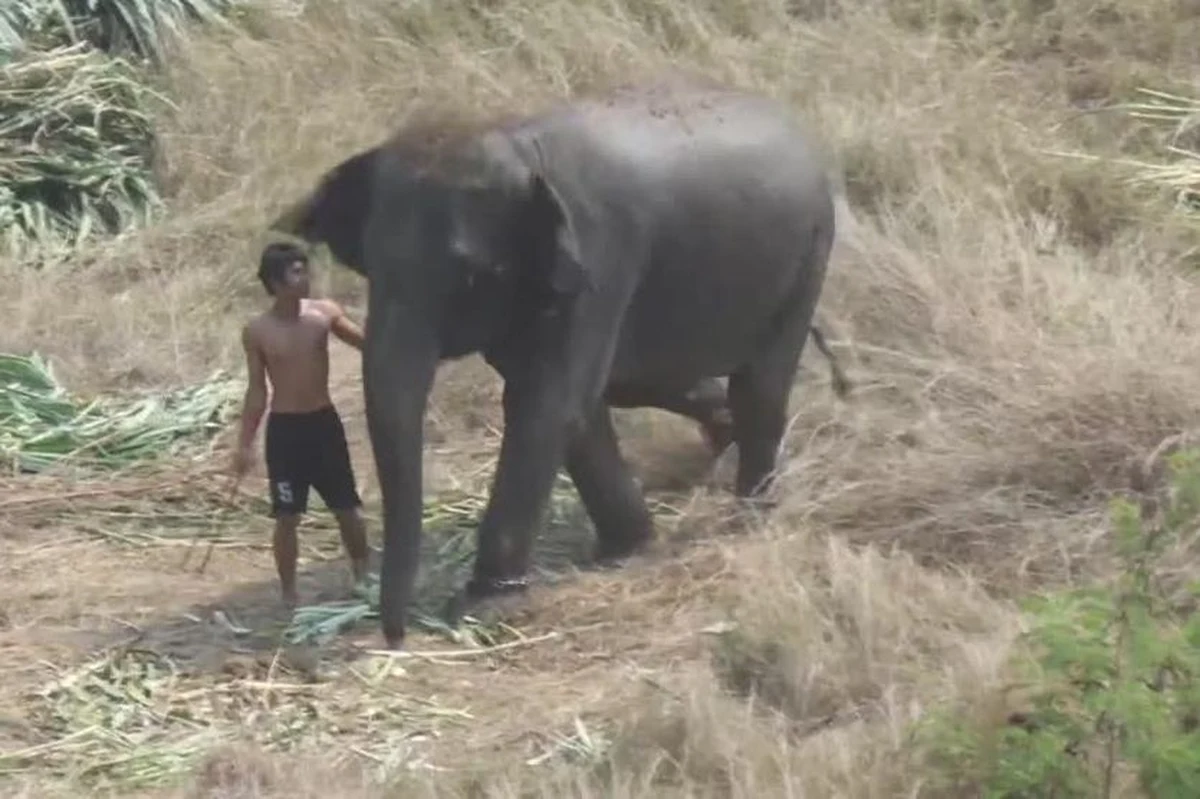 PETA, międzynarodowa organizacja walcząca o prawa zwierząt, pokazała wstrząsające wideo zza kulis prestiżowego turnieju. Na nagraniu widać, w jaki sposób treserzy traktują zwierzęta przygotowywane do występu w King’s Cup Elephant Polo Tournament w Bangkoku. To jedne z najbardziej prestiżowych corocznych zawodów w polo na słoniach.