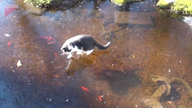 Kot zauważył, że pod pokrywą lodu jaka ostała się jeszcze na oczku wodnym, pływają ryby. Zaciekawiony próbował je złowić. Będzie musiał się jednak obejść smakiem... 