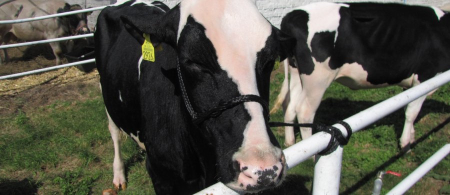 Ministerstwo rolnictwa nie zgadza się z zarzutami Najwyższej Izby Kontroli o braku nadzoru nad stosowaniem antybiotyków w hodowli zwierząt. "Nadzór Inspekcji Weterynaryjnej jest pełny. Nie można zgodzić się ze stwierdzeniem braku rzetelnych danych" – dowiedział się reporter RMF FM. 