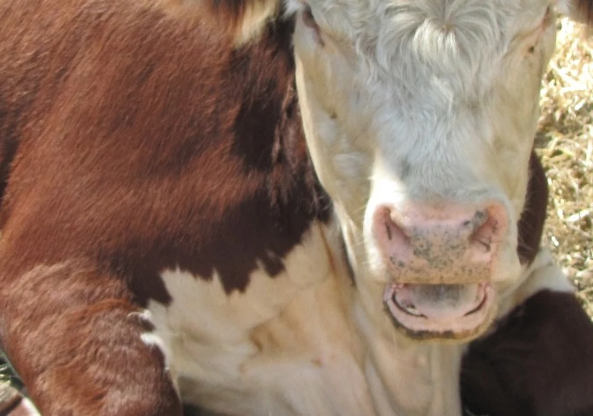 W Kalabrii na południu Włoch podjęto kolejną w ostatnich latach próbę wyłapania żyjących na wolności krów i byków, które należą do gangów tamtejszej mafii, 'ndranghety. Te tzw. "święte krowy" mafii od dawna są postrachem, powodują szkody i stanowią zagrożenie.