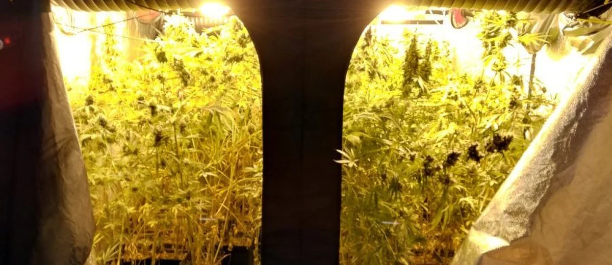 Centralne Biuro Śledcze Policji wspólnie z policją hiszpańską rozbiło zorganizowaną grupę przestępczą. Członkowie tej grupy podejrzani są o produkcję, przemyt oraz wprowadzanie do obrotu znacznych ilości środków odurzających. Podczas akcji w Gandii zlikwidowano plantację konopi oraz zabezpieczono 10,5 kg marihuany. Zatrzymano cztery osoby, dwie w Hiszpanii i dwie kolejne w Polsce. W łódzkim wydziale zamiejscowym prokuratury krajowej podejrzani usłyszeli zarzuty. 