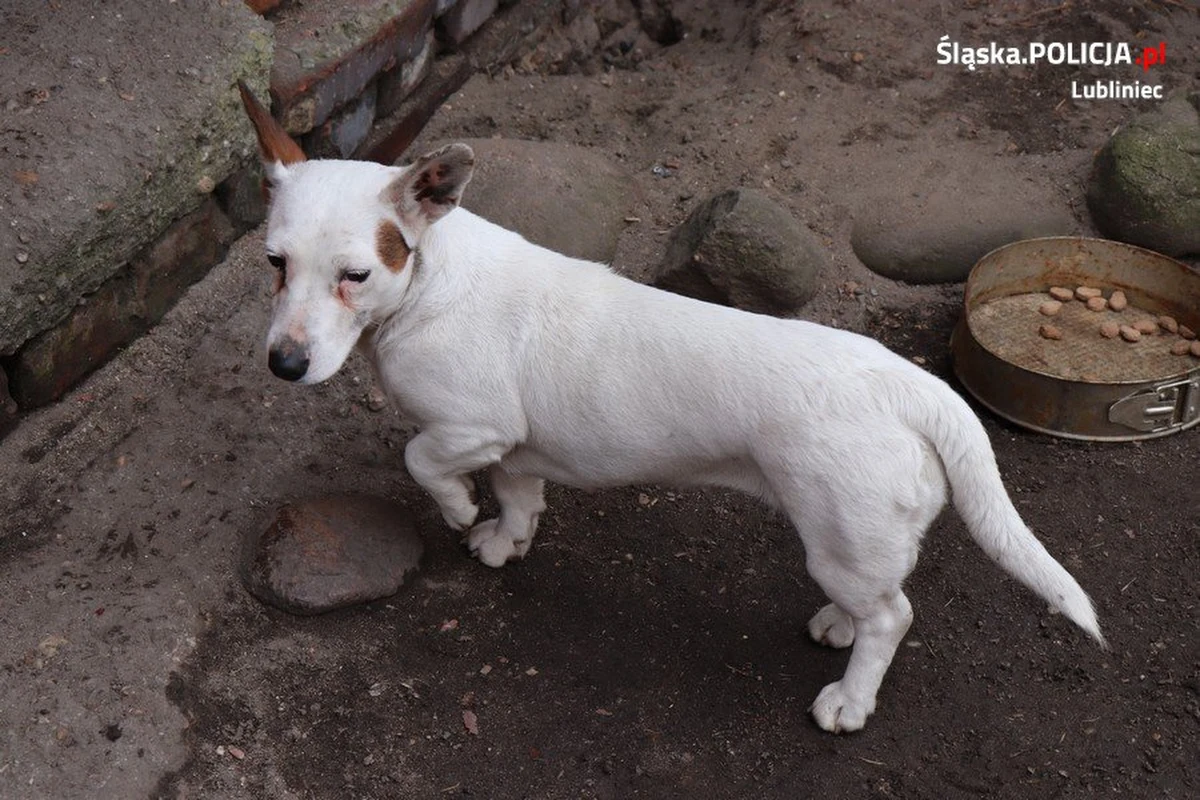 Policjanci z Lublińca w Śląskiem poszukują osoby, która w lesie zostawiła psa przywiązanego do drzewa. Zwierzę zauważył mieszkaniec wsi Zborowskie. Powiadomił policję. 