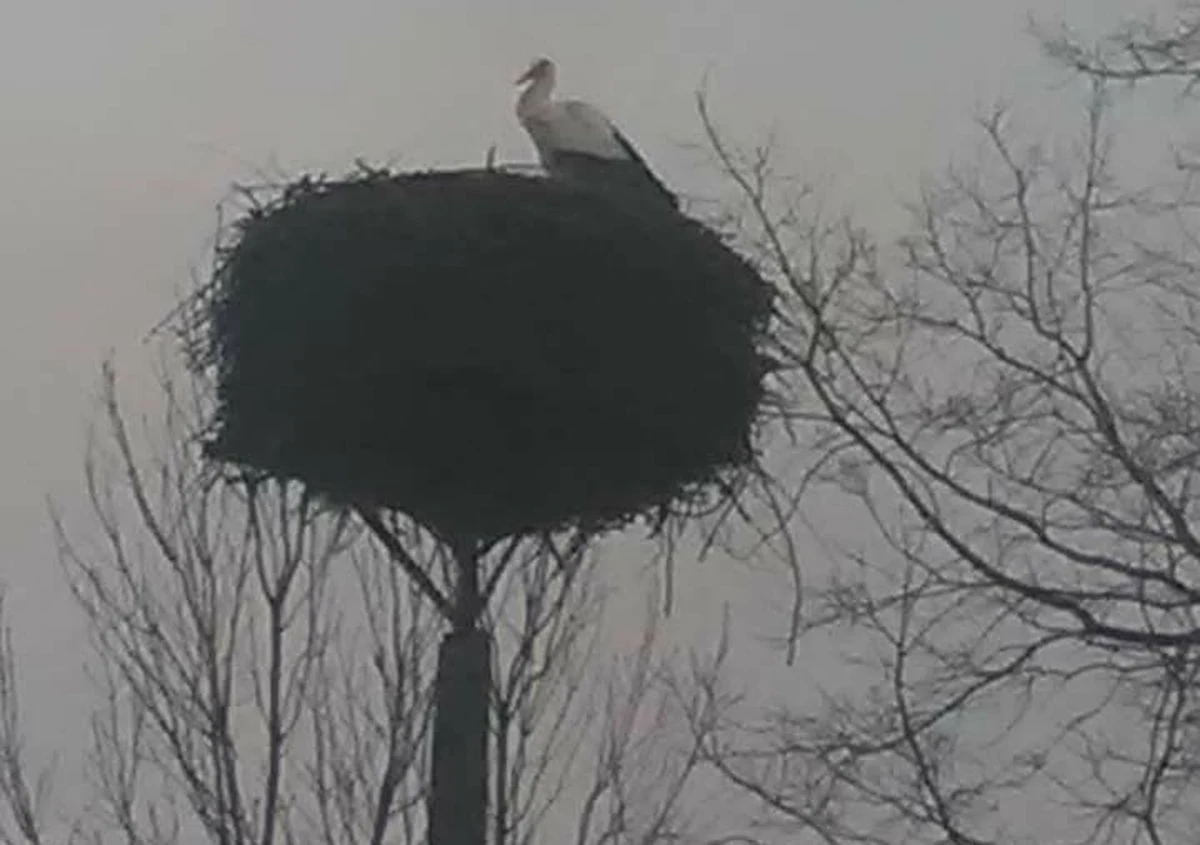 Tę długo wyczekiwaną informację podajemy jako pierwsi: do bocianiej stolicy Polski - Żywkowa w Warmińsko-Mazurskiem - przyleciał pierwszy bocian! W gnieździe wylądował dzisiaj dokładnie o 07:45. Sfotografowała go pani Irena Kur. Zobaczcie!