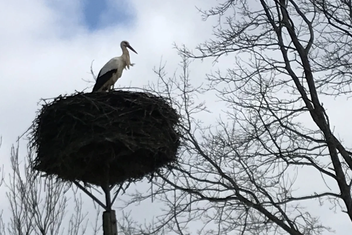 Do Żywkowa w woj. warmińsko-mazurskiem przyleciał pierwszy bocian. Przed nadchodzącymi mrozami mieszkańcy bocianiej stolicy Polski deklarują, że dobrze zaopiekują się ptakiem, aby zdążył przywitać inne ptaki.