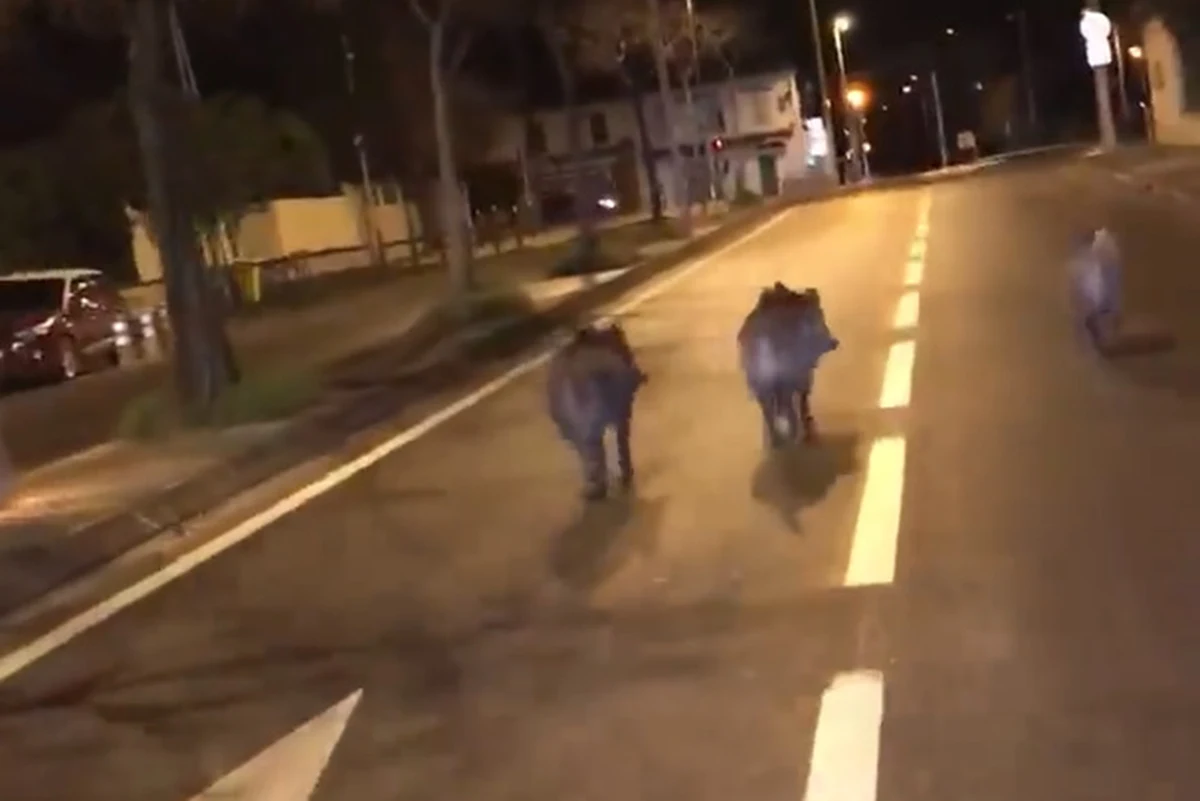 Coraz większa inwazja dzików w Marsylii we Francji. Te dzikie zwierzęta zaczęły masowo pojawiać się na ulicach miasta - a nawet wokół domów przerażonych mieszkańców - w poszukiwaniu żywności, której z powodu suszy zaczęło brakować w pobliskim Parku Narodowym Calanques.