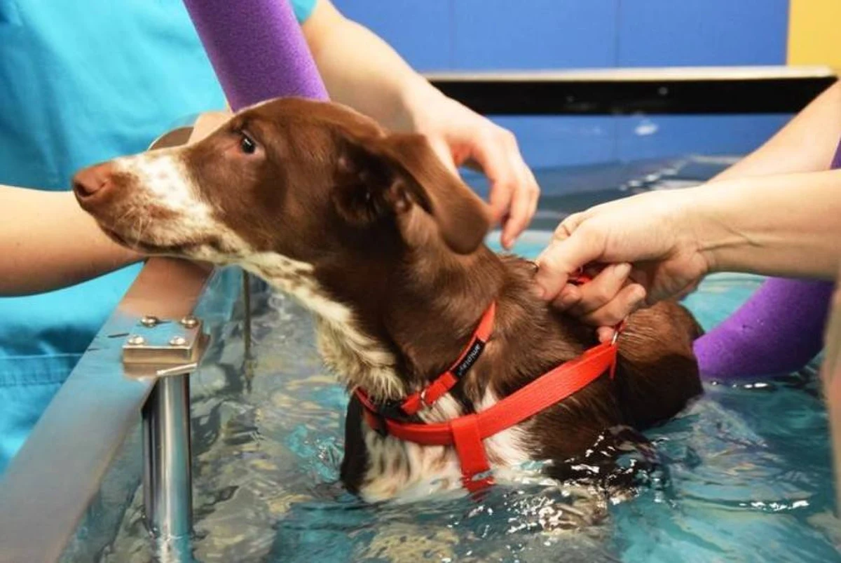 Pobity, czteromiesięczny szczeniak Fijo będzie rehabilitowany w specjalistycznej klinice w Portugalii. To najlepsza w Europie placówka, która uczy tzw. chodu rdzeniowego - mówi Małgorzata Brzezińska z opiekującej się szczeniakiem Fundacji Judyta.