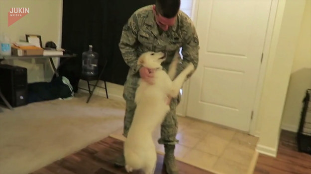 Kobieta nagrała film z powrotu swojego męża ze służby wojskowej do domu. W domu czekał stęskniony pies, który po zobaczeniu swojego właściciela nie mógł opanować emocji. Zobaczcie sami.