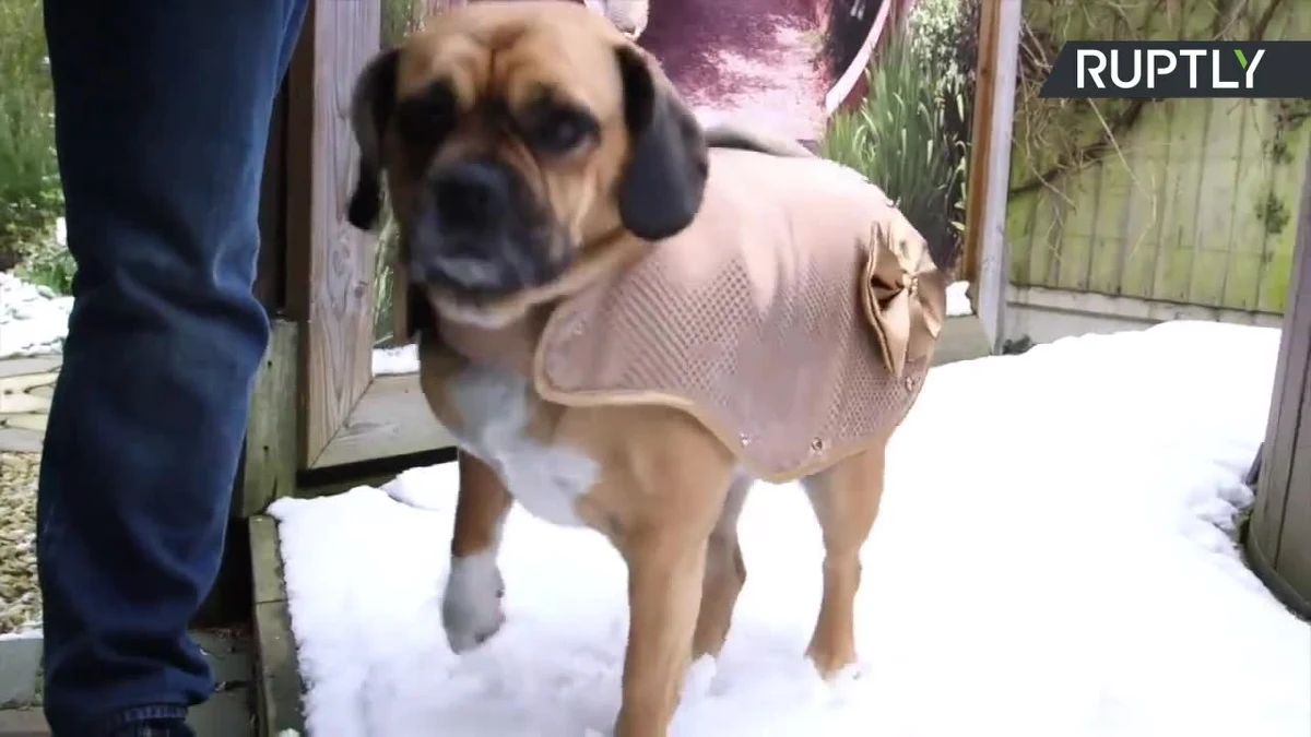 Bradley i Rachel Davis - właściciele firmy Doggy Armour z Wielkiej Brytanii produkującej ubrania i akcesoria dla psów - pochwalili się nową, ekskluzywną kolekcją. Małżeństwo zaprojektowało ochronną kamizelkę dla czworonogów, która na życzenie właściciela może zostać uszyta z wykorzystaniem elementów z 24-karatowego złota. 