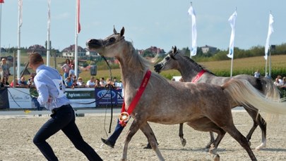 Kolejne problemy stadnin koni arabskich. Michałów zorganizuje aukcję "Pride of Poland"? 