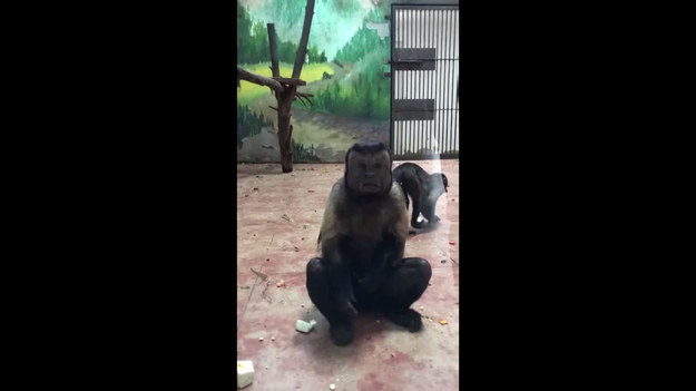 Gdy do internetu trafił film z małpą, której twarz przypomina twarz człowieka, w sieci zawrzało. Jedni byli przerażeni, inni zaczęli żartować. "To pewnie jeden z pracowników zoo, przebrany za małpę. Widać, ze jest zdezorientowany" - pisali niektórzy internauci. Dodajmy, ze dziwna małpa mieszka w zoo w chińskim Tianjin.