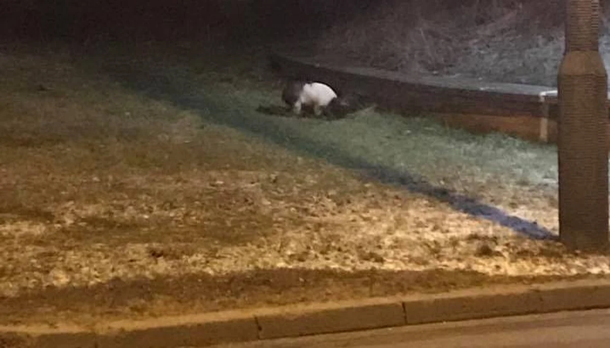 Od miesiąca po ulicach Poznania grasuje… świnka wietnamska. W internecie codziennie pojawiają się nowe informacje o miejscach, w których była widziana. 