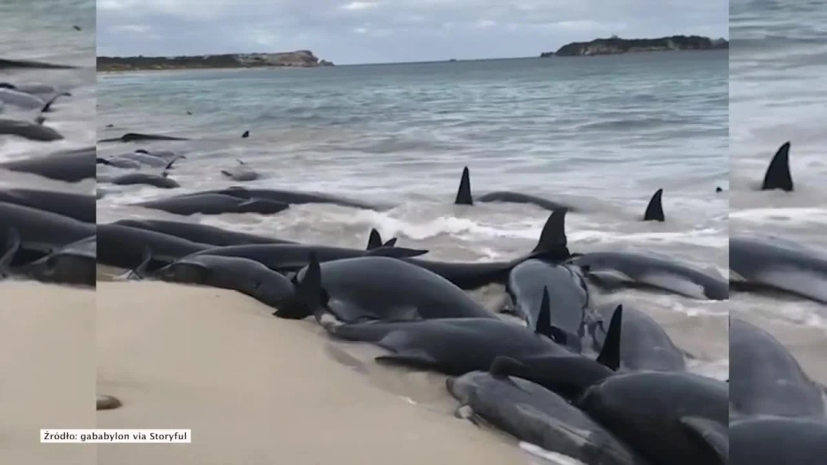 Ocean wyrzucił na brzeg około 150 wielorybów w zatoce Hamelin w zachodniej Australii. Lokalne media podały, że przeżyło kilkanaście z nich. W drodze są weterynarze i wolontariusze, którzy będą próbowali zepchnąć z powrotem do oceanu pozostałe przy życiu osobniki. Wieloryby tracą orientację, gdy znajdą się na płytkich wodach i płyną ku brzegowi zamiast w głąb oceanu. Przypadki zbiorowego osiadania na mieliźnie tych ssaków zdarzają się w ostatnim czasie coraz częściej. Jedną z hipotez wyjaśniających zjawisko jest hałas wywoływany przez statki i pracę podwodnych sonarów.