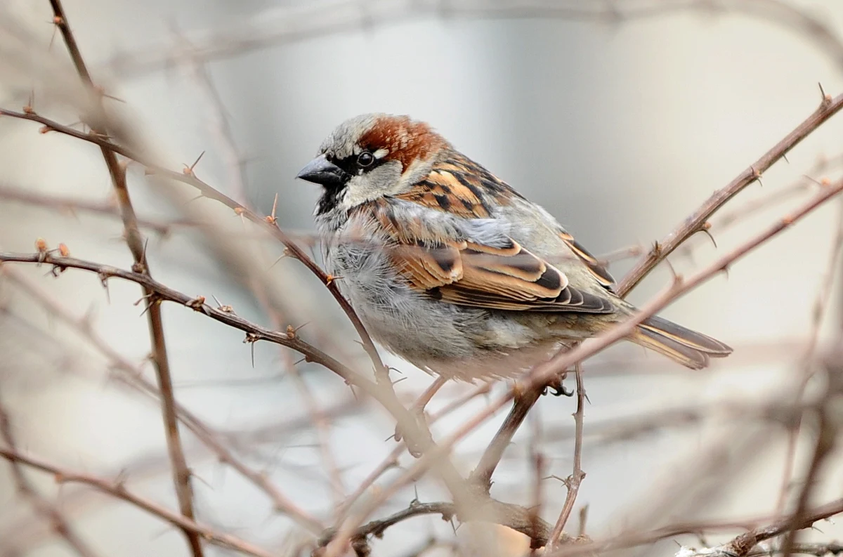 Zauważyłeś wróbla? Wyjmij telefon komórkowy i zrób mu zdjęcie. A potem wklej opisując dokładną lokalizację na specjalnej stronie internetowej wroble.org. Właśnie na tym polega trwająca w Warszawie akcja Wróbliczenie organizowana przez Ogólnopolskie Towarzystwo Ochrony Ptaków. To odpowiedź na zmniejszającą się populację wróbla, która od lat 80. zmniejszyła się aż o jedną trzecią.  