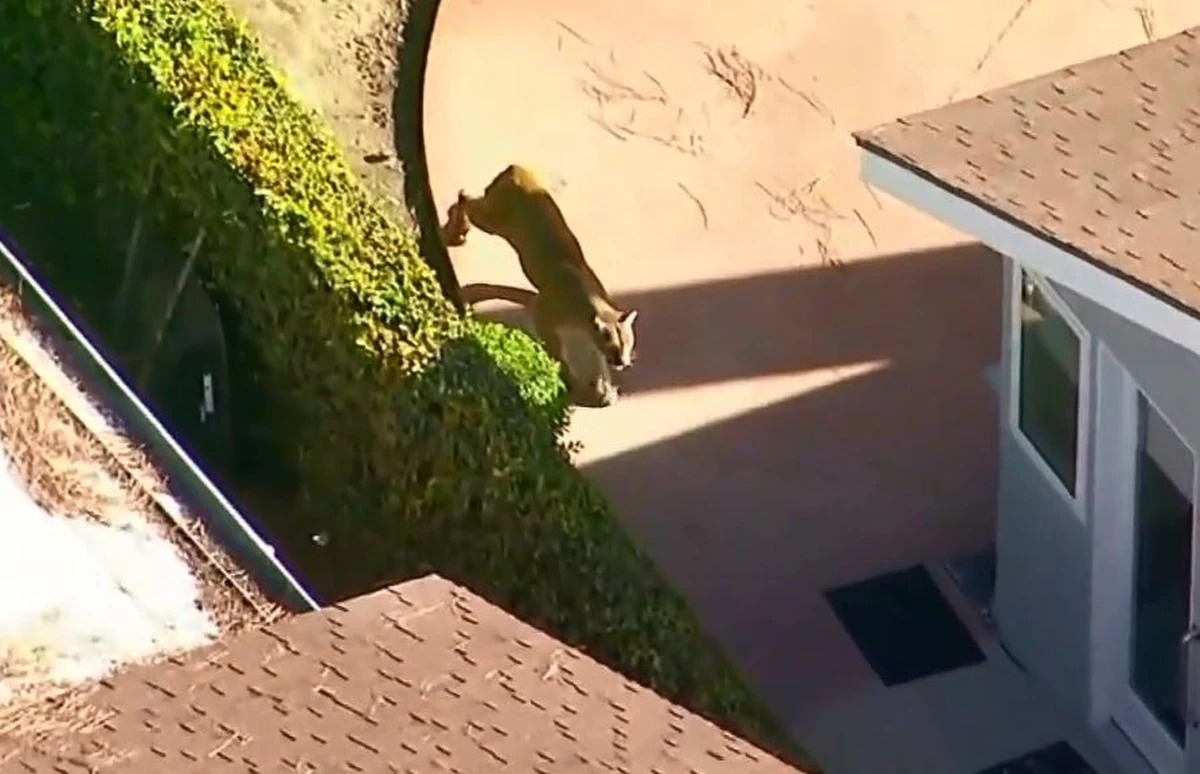 Mieszkańcy kalifornijskiej miejscowości Azusa najedli się nie lada strachu, gdy zagubiona puma zaczęła błądzić między ich posesjami. Lwica górska przeskakiwała przez ogrodzenia z ogrodu do ogrodu.