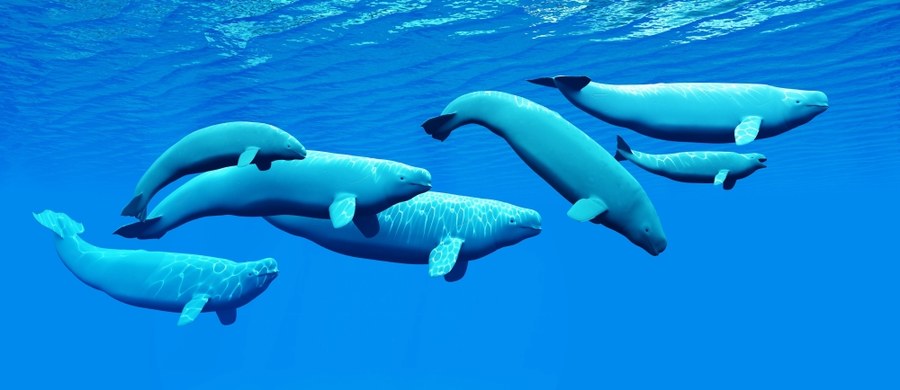 Rozmiary wielorybów, największych zwierząt żyjących na Ziemi, skłaniają nas do przekonania, że w oceanach organizmy mogą rozwijać się niemal bez ograniczeń. Nic bardziej mylnego. Wyniki badań naukowców z Uniwersytetu Stanforda wskazują, że rozmiary morskich ssaków są bardzo ściśle ograniczone i to nie tylko od góry, ale i od dołu. Jak pisze w najnowszym numerze czasopismo "Proceedings of the National Academy of Sciences", rozpiętość rozmiarów morskich ssaków jest znacznie mniejsza niż w przypadku ssaków lądowych. Ogranicza je z jednej strony zdolność do utrzymania stałej temperatury, z drugiej możliwość zdobycia odpowiedniej ilości pożywienia.