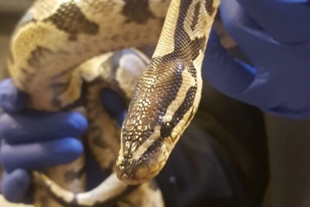 Niecodziennego odkrycia dokonał mężczyzna remontujący mieszkanie na warszawskim Ursynowie przy ulicy Zamiany. W trakcie prac zauważył ukrywającego się pod wersalką... węża. O interwencję poprosił strażników miejskich z Ekopatrolu