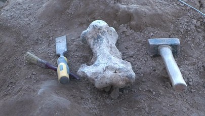 Podczas spaceru plażą znaleźli szczątki leniwca sprzed... milionów lat