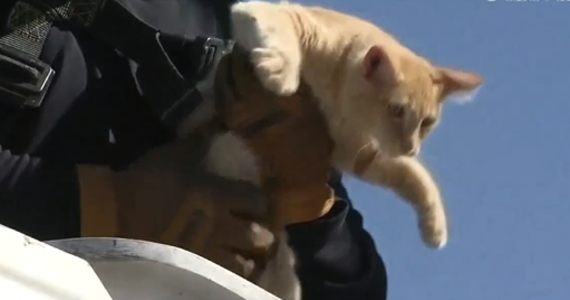 Służby miejskie w Phoenix w USA uratowały kota, który na kilka dni utknął na ulicznej latarni. Jak podają lokalne media, to już druga taka interwencja w tym tygodniu. 