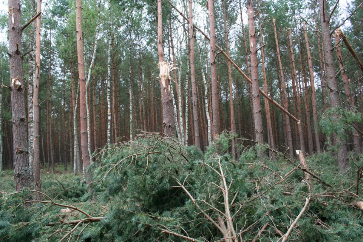 Osoby poniżej 18. roku życia nie będą mogły brać udział w polowaniu, myśliwi będą musieli przechodzić okresowe badania lekarskie, a minister środowiska będzie miał większy nadzór nad PZŁ - m.in. takie rozwiązania przewiduje podpisana przez prezydenta Andrzeja Dudę nowela Prawa łowieckiego.