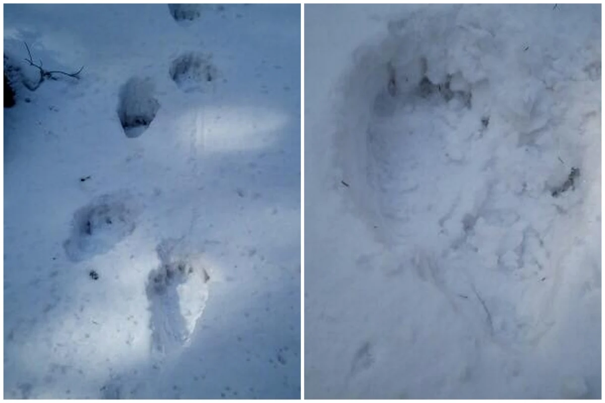 Na sporej wielkości niedźwiedzia brunatnego natknął się podczas wędrówki po Babiej Górze jeden z ratowników Grupy Beskidzkiej GOPR. Mimo zimowej aury zwierzę jest już aktywne – poinformował przyrodnik z Babiogórskiego Parku Narodowego Maciej Mażul.