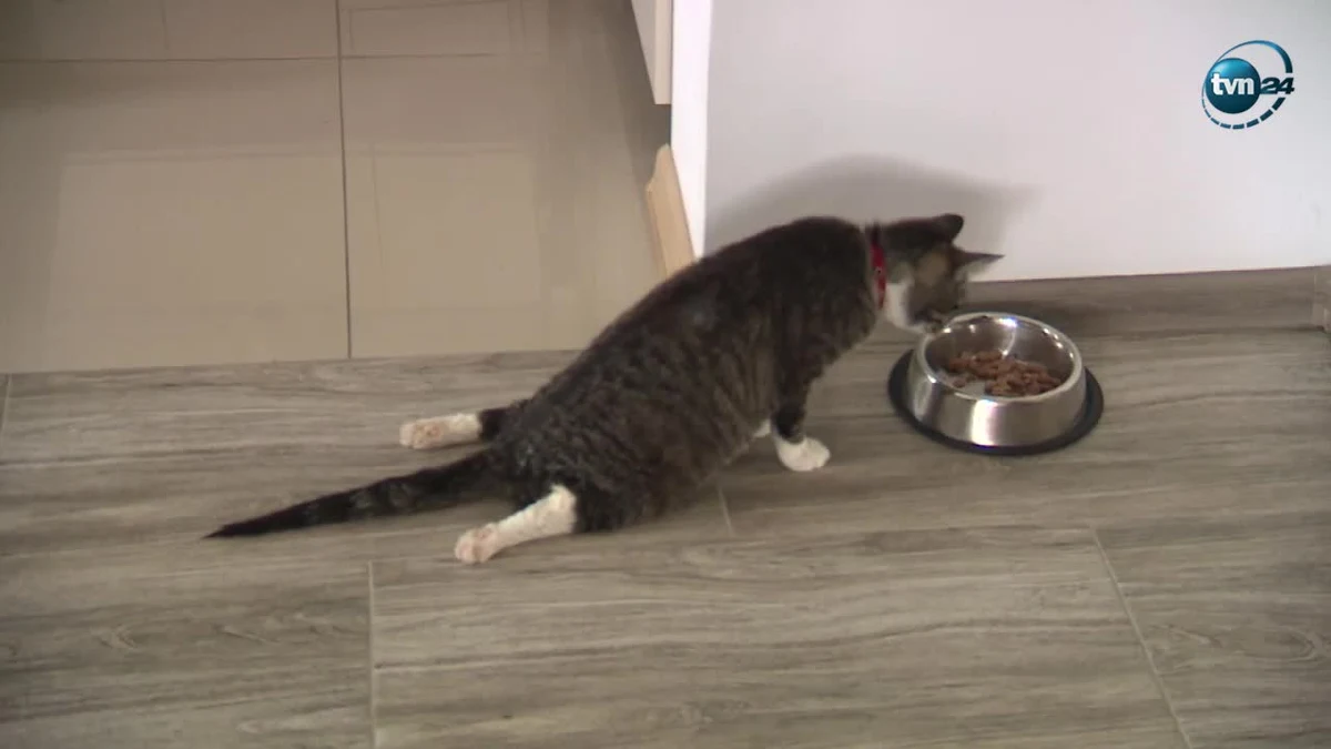 Nieznany sprawca postrzelił z wiatrówki kotkę w Chojnie w woj. zachodniopomorskim. Pocisk zranił zwierzę w okolice kręgosłupa i pozbawił go władzy w dolnych kończynach. "Wyczułem na plecach coś, co przypominało kolec. Okazało się, że to zastygnięta krew, wtedy pomyślałem, że ktoś ją musiał postrzelić" - powiedział pan Kazimierz. Właściciel kota zawiadomili policję. "Sprawcy grozi do dwóch lat więzienia" - mówi asp. szt. Marcin Karpierz z policji w Gryfinie.