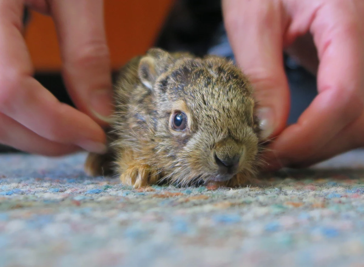 Są maleńkie, bezbronne i wymagają specjalistycznej opieki. 5 zajączków przebywa aktualnie pod opieka fundacji Dzika Ostoja ze Szczecina. Właśnie teraz zające przychodzą na świat. Wiele z nich niestety pada ofiarą spuszczanych ze smyczy w lesie psów. 