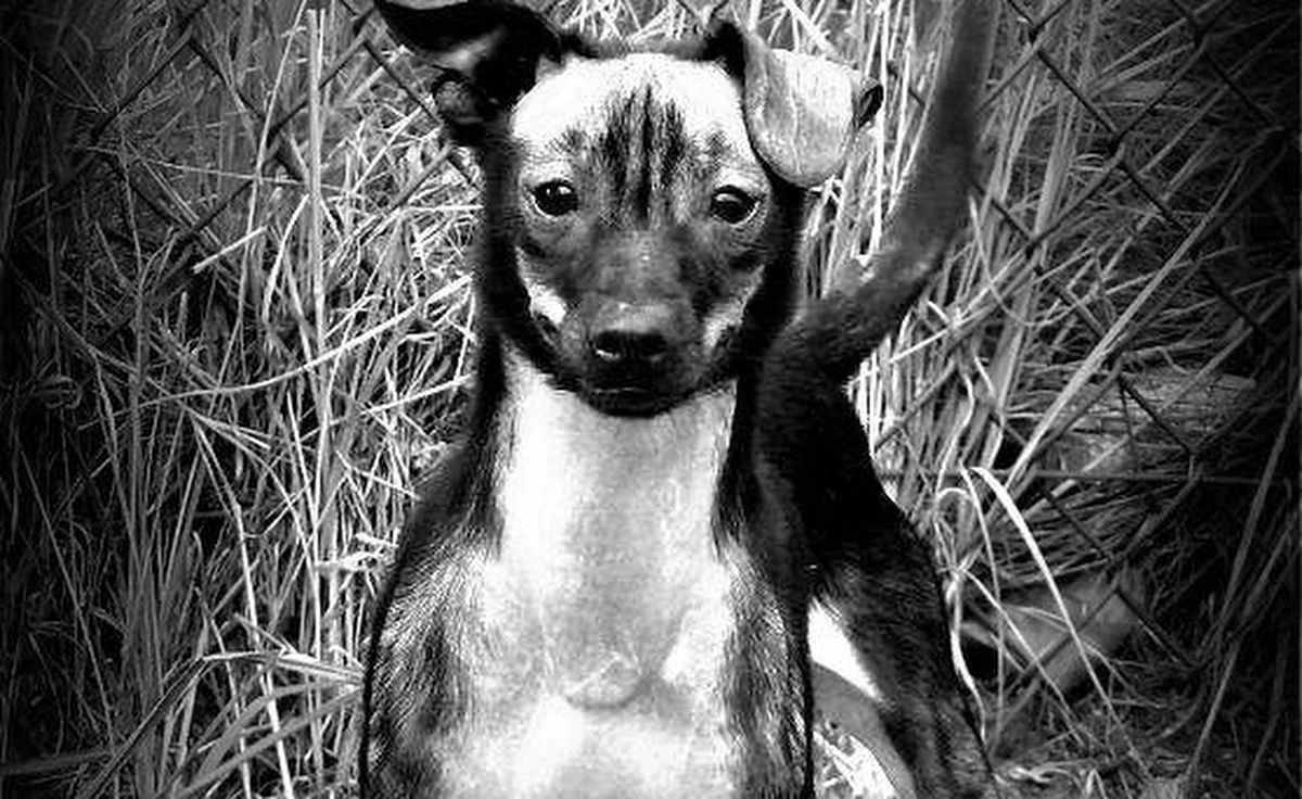 Poznańska policja poszukuje sprawcy brutalnego morderstwa psa - "Franka". Odciętą głowę zwierzęcia odnaleziono w niedzielę.