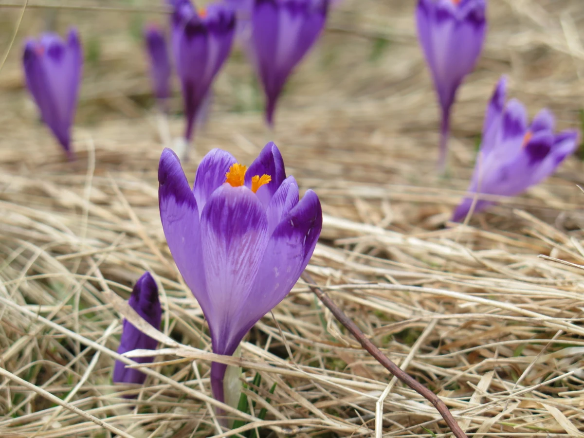 Władze Tatrzańskiego Parku Narodowego szukają wolontariuszy do pilnowania… krokusów. Mają zadbać o to, by kwiatów nie zadeptali turyści. Pierwsze krokusy pojawiły się już w Dolinie Chochołowskiej. 
