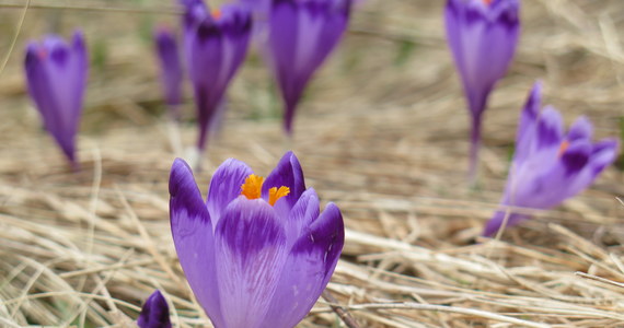 Władze Tatrzańskiego Parku Narodowego szukają wolontariuszy do pilnowania… krokusów. Mają zadbać o to, by kwiatów nie zadeptali turyści. Pierwsze krokusy pojawiły się już w Dolinie Chochołowskiej. 