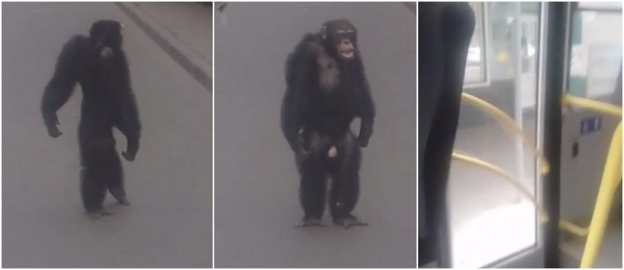 W Krasnodarze w Rosji szympans o imieniu Richard uciekł trenerowi cyrkowemu i... skierował się do trolejbusu. Najpewniej miał ochotę wybrać się na przejażdżkę. Nie zdołał jednak wsiąść do pojazdu. Kierowca zamknął mu bowiem drzwi przed nosem.