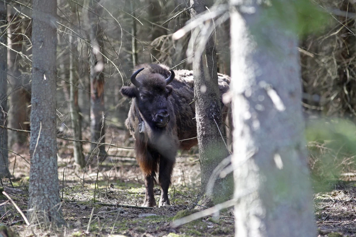 Nadleśnictwa opiekujące się żubrami na Podlasiu mają skończyć z oferowaniem myśliwym komercyjnych odstrzałów na żubry. Według rzeczniczki Lasów Państwowych Anny Malinowskiej chodzi o dwa nadleśnictwa na Podlasiu (w Puszczy Knyszyńskiej i Puszczy Boreckiej). Zdecydował tak dyrektor LP Andrzej Konieczny. 