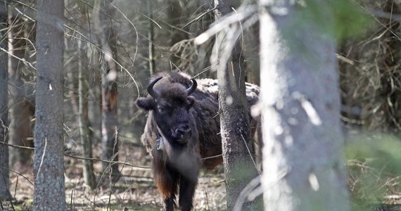 Nadleśnictwa opiekujące się żubrami na Podlasiu mają skończyć z oferowaniem myśliwym komercyjnych odstrzałów na żubry. Według rzeczniczki Lasów Państwowych Anny Malinowskiej chodzi o dwa nadleśnictwa na Podlasiu (w Puszczy Knyszyńskiej i Puszczy Boreckiej). Zdecydował tak dyrektor LP Andrzej Konieczny. 