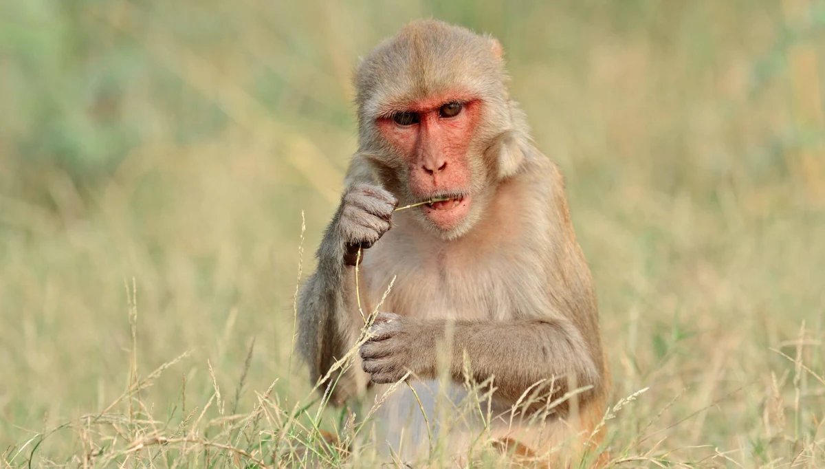 Zaledwie 16-dniowe dziecko w Indiach zostało porwane przez małpę - twierdzi jego matka. Noworodek został znaleziony martwy w studni. Trwają poszukiwania zwierzęcia. 
