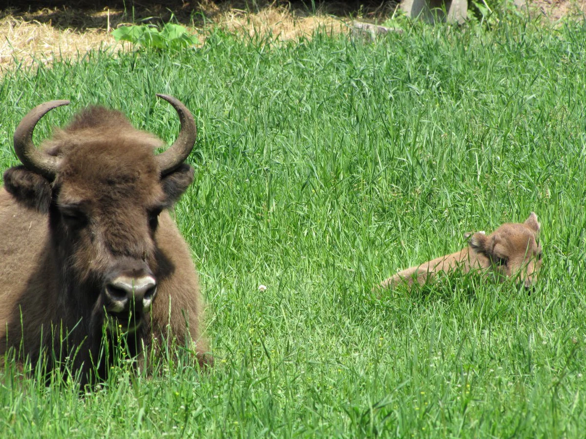 "Żubr Wojtek, który stał się ulubieńcem mieszkańców wsi Budy i pupilem mediów, padł kilka dni temu, po odłowieniu i wywiezieniu w głąb Puszczy Białowieskiej" - poinformował na Facebooku Rafał Kowalczyk z Instytutu Biologii Ssaków Polskiej Akademii Nauk w Białowieży. Żubr Wojtek był jednym z kilkuset żubrów zamieszkujących Puszczę Białowieską.