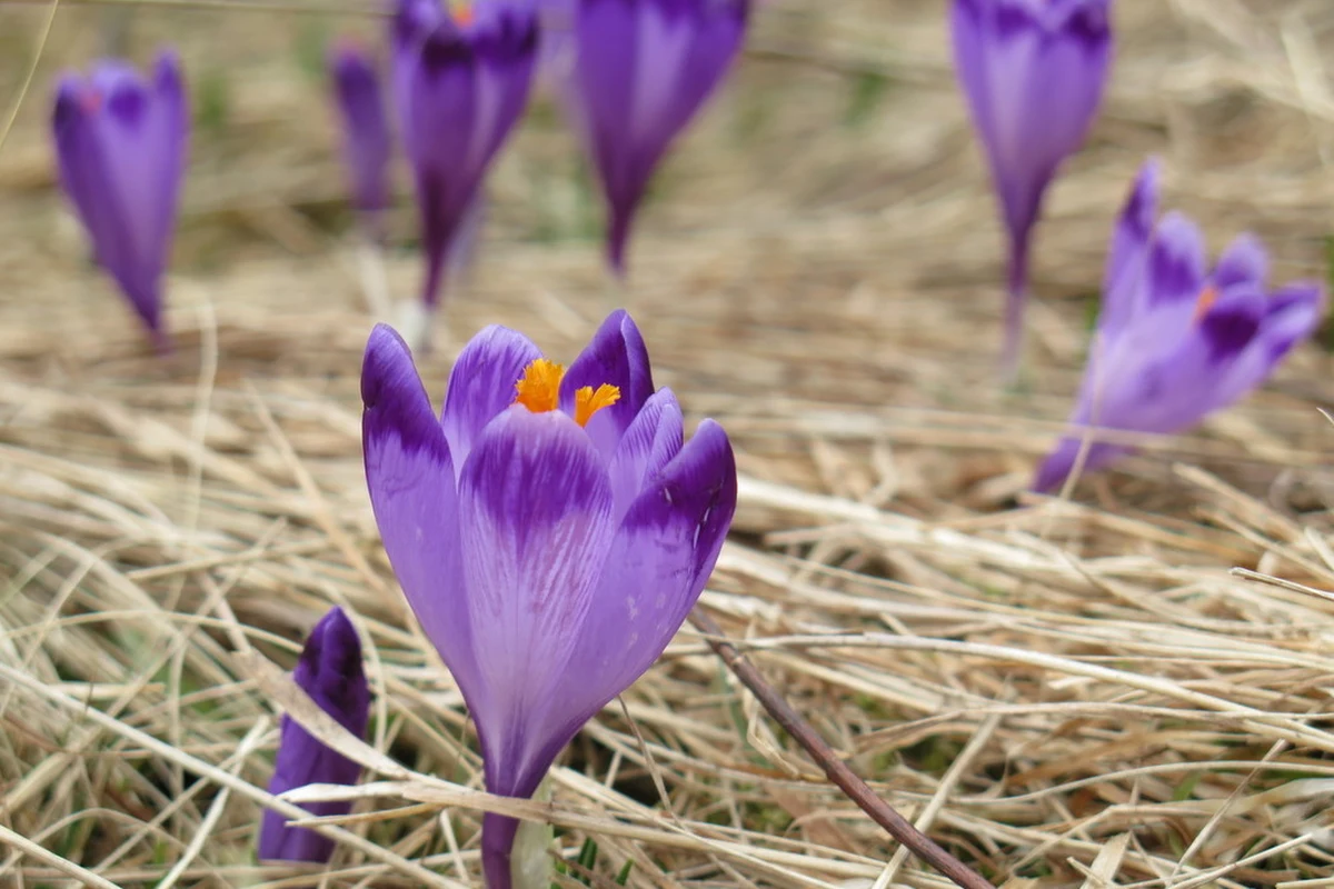 ​Tatrzański Park Narodowy poszukuje wolontariuszy do pilnowania... krokusów w Dolinie Chochołowskiej. W weekend może się tam pojawić nawet kilkanaście tysięcy ludzi - przewiduje Jan Krzeptowski z TPN.