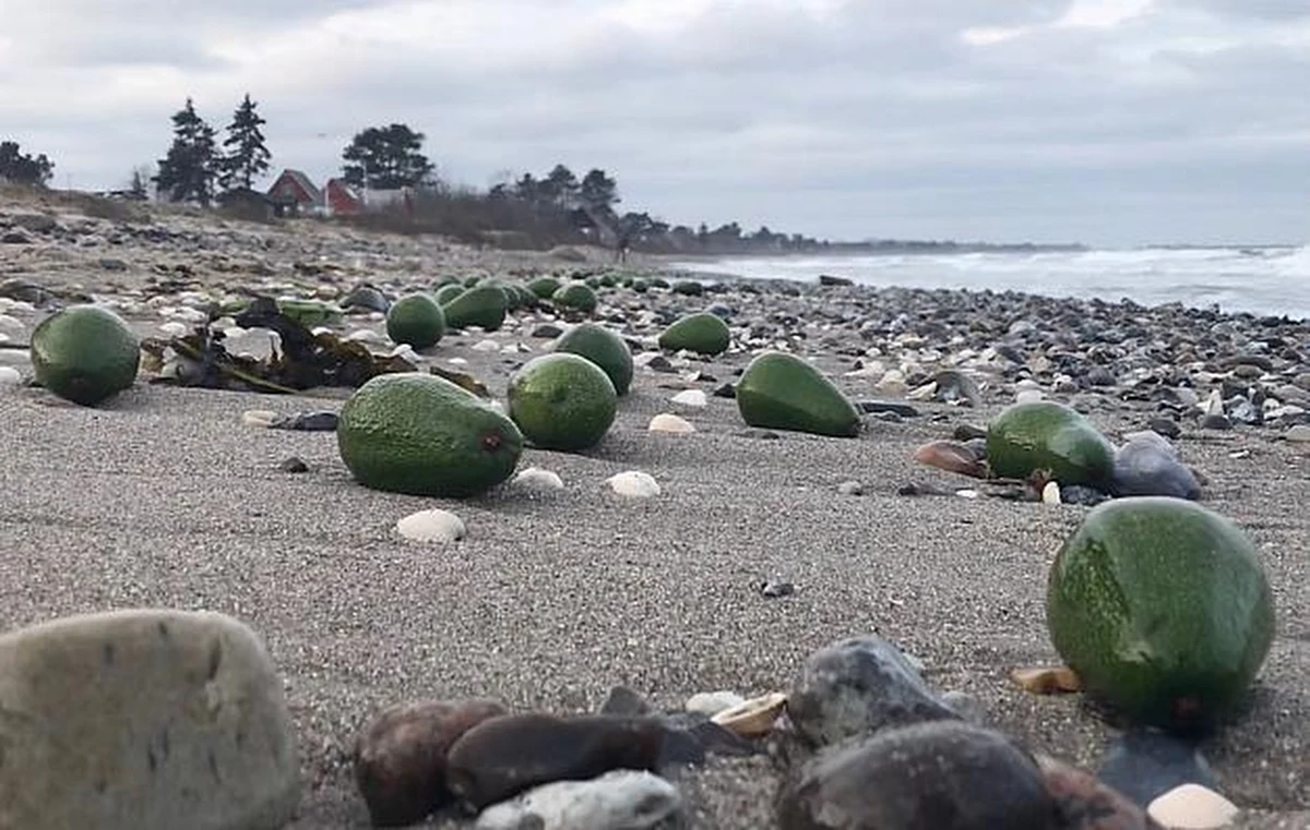 Nie straszne było im zimno i deszcz. Mieszkańcy duńskiej wyspy Samsø przez kilka dni z jeszcze większą chęcią szli na spacer po plaży. Przy okazji zbierali wyrzucone przez morze… banany i awokado. Były ich tysiące.