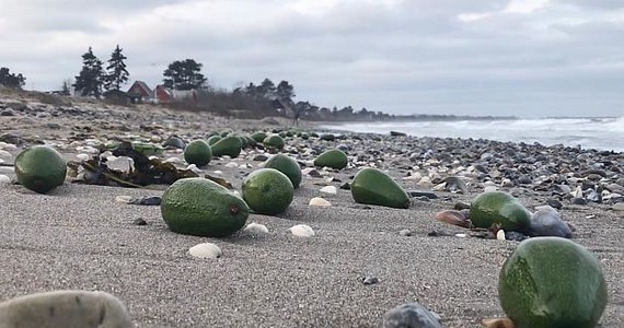 Nie straszne było im zimno i deszcz. Mieszkańcy duńskiej wyspy Samsø przez kilka dni z jeszcze większą chęcią szli na spacer po plaży. Przy okazji zbierali wyrzucone przez morze… banany i awokado. Były ich tysiące.