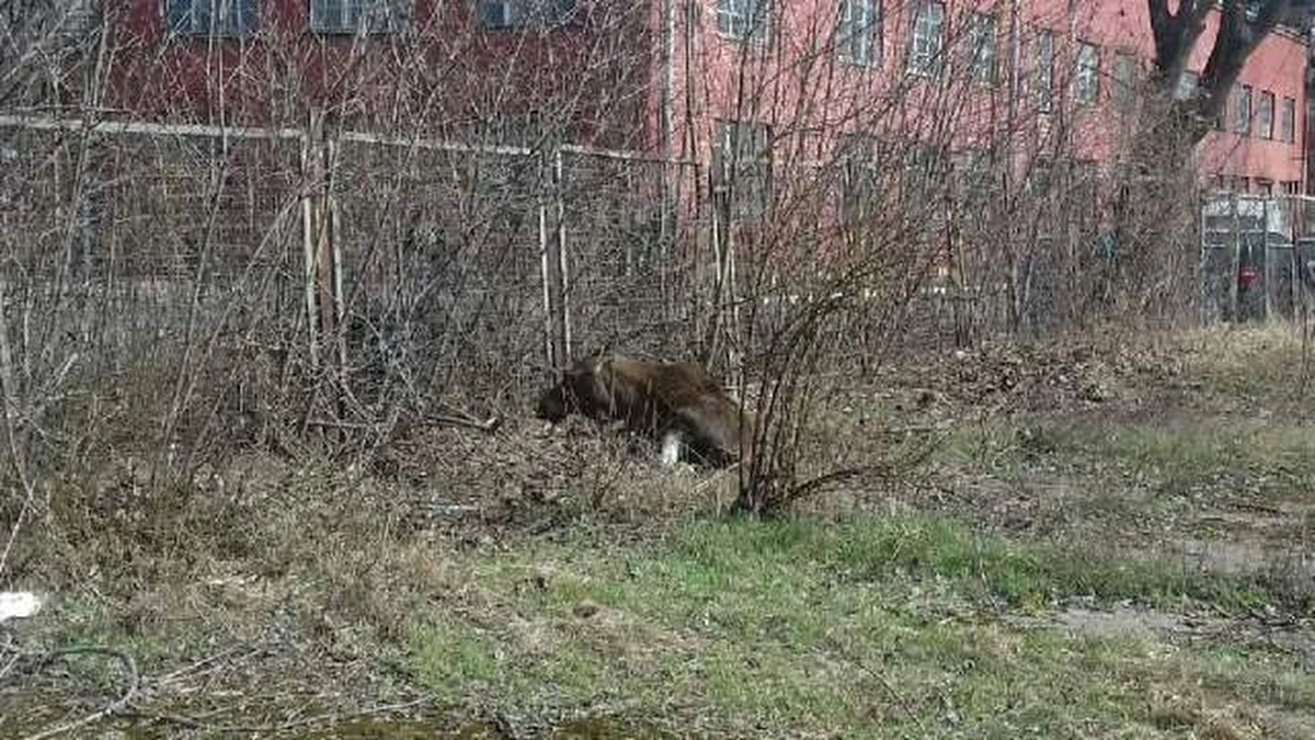 Łoś biega po ul. Traktorzystów – takie zawiadomienie dostała rano warszawska straż miejska. W powrocie do naturalnego środowiska pomogli zwierzęciu strażnicy miejscy z Ekopatrolu i pracownicy Lasów Miejskich.