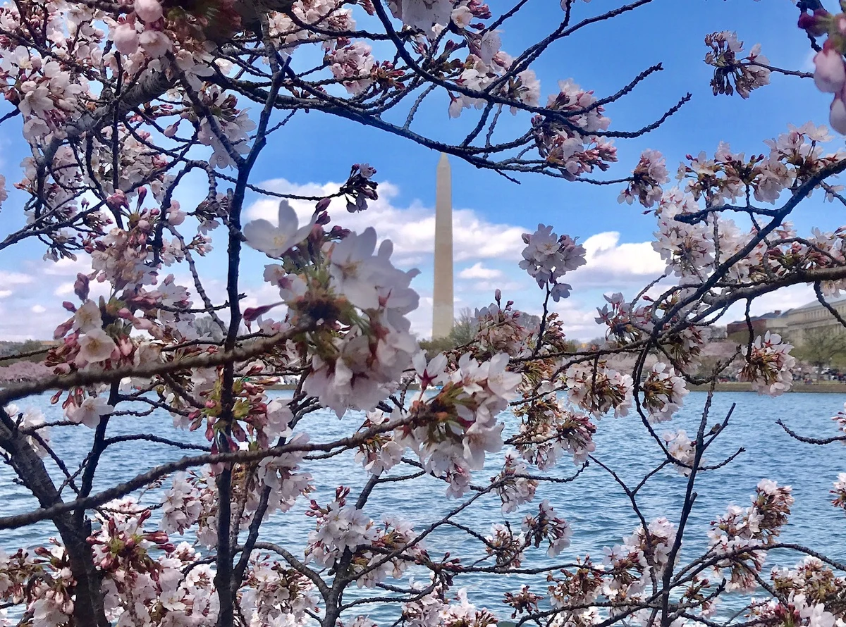 Waszyngton, amerykańska stolica. Centrum polityczne świata. Miasto w którym są ciekawe, darmowe muzea. Miasto w którym stoją pomniki upamiętniające wielu amerykańskich prezydentów. I wreszcie miasto, które wiosną obsypane jest kwiatami. Właśnie teraz trwa Festiwal Kwitnącej Wiśni. Zapraszamy na spacer z naszym korespondentem Pawłem Żuchowski. 