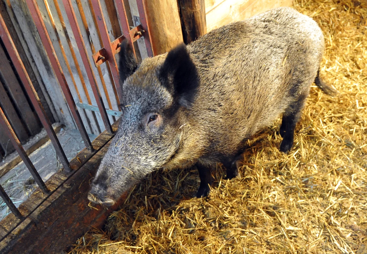 Resort spraw wewnętrznych nie zgadza się, by budowa płotu, który ma chronić przed napływem dzików ze wschodu, była finansowana z budżetu na usuwanie klęsk żywiołowych - dowiedział się reporter RMF FM Krzysztof Zasada. Ministerstwo rolnictwa w projekcie specjalnej uchwały przewidziało, że ponad 230 milionów złotych na budowę zapory przeciwko ASF będzie pochodzić z pieniędzy przeznaczonych na walkę z powodzią. 