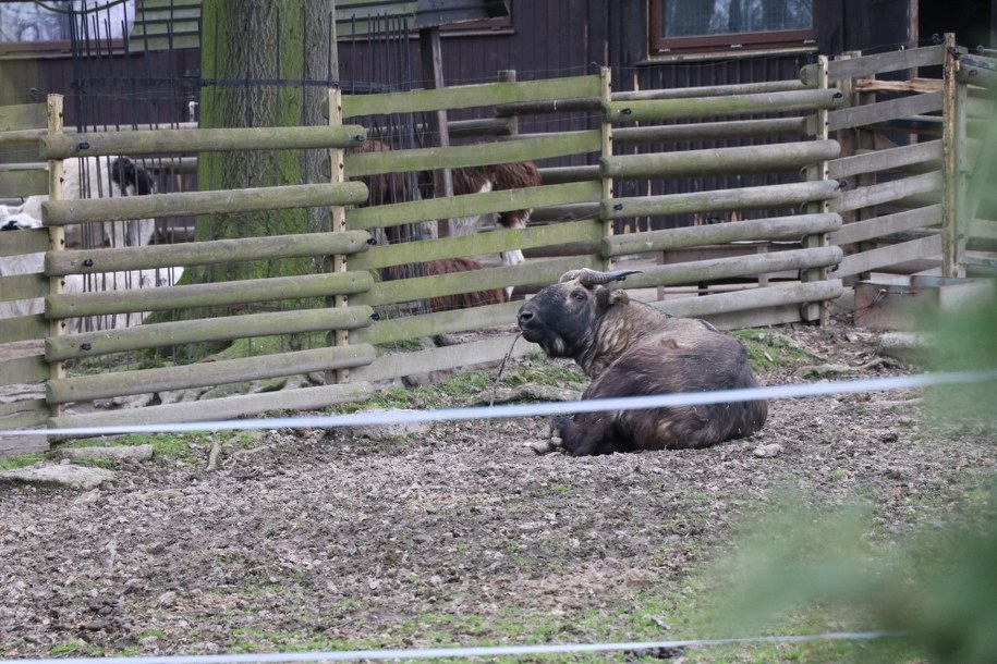 /Józef Polewka /RMF FM