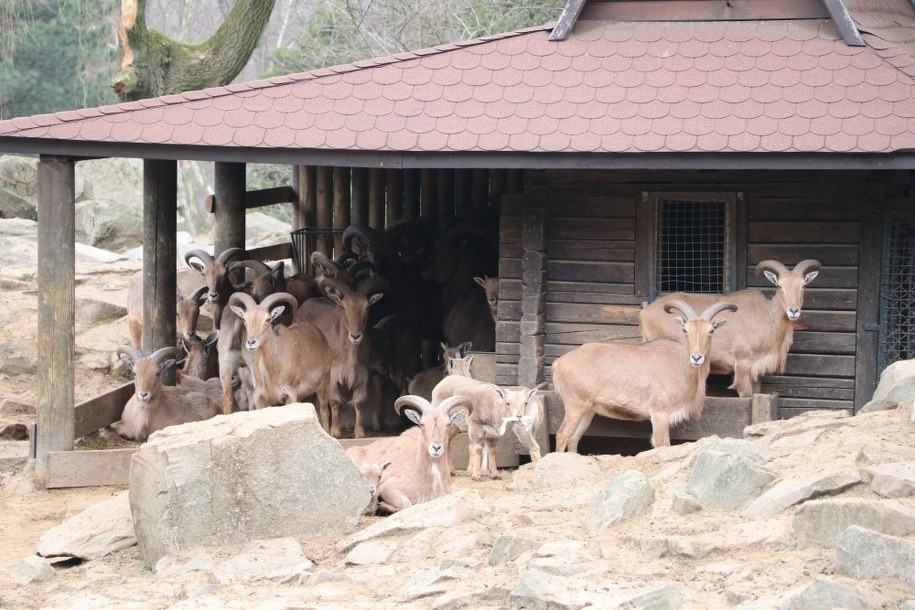 /Józef Polewka /RMF FM