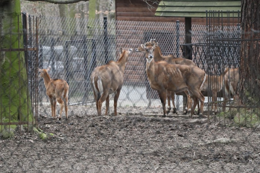 /Józef Polewka /RMF FM