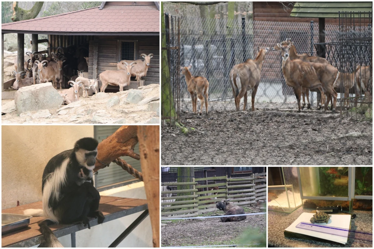 Nowi mieszkańcy pojawili się w niemalże każdej sekcji krakowskiego ogrodu zoologicznego. Część z nowo narodzonych to gatunki zagrożone wyginięciem. Robi się coraz cieplej, więc młode będą mogły poznawać świat już na wybiegach. 