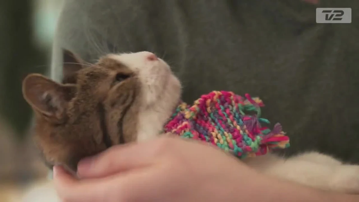 Nie gwiazdy pop, nie premier, a Monti - kot z zespołem Downa - ma w Danii najwięcej followersów w mediach społecznościowych. Na Instagramie śledzi go ponad 800 tys. użytkowników. Właściciele Montiego twierdzą, że jest dla nich wszystkim. 