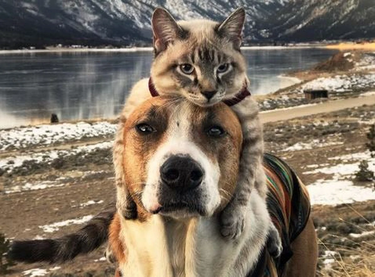 Henry i Baloo są najlepszymi przyjaciółmi. Mimo że jedno z nich jest psem, a drugie kotem, mają wiele wspólnego. Oboje zostali adoptowani przez swoich właścicieli ze schroniska dla bezdomnych zwierząt i oboje uwielbiają podróże. Ten niezwykły duet ma wielu fanów, którzy śledzą ich poczynania na Instagramie. 